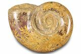 Jurassic Ammonite (Hemilytoceras) Fossil - Madagascar #283459-1